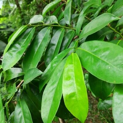 Soursop Leaves TEA - 100 bags - LK Natural
