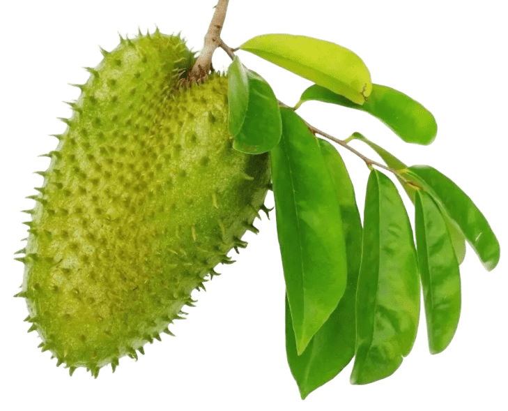 Soursop Leaves TEA  - 100 bags - LK Natural