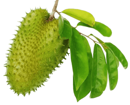 Soursop Leaves TEA  - 100 bags - LK Natural