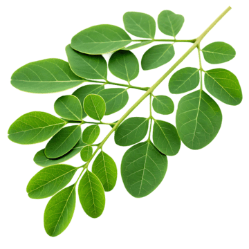 Moringa with Ginger TEA - LK Natural